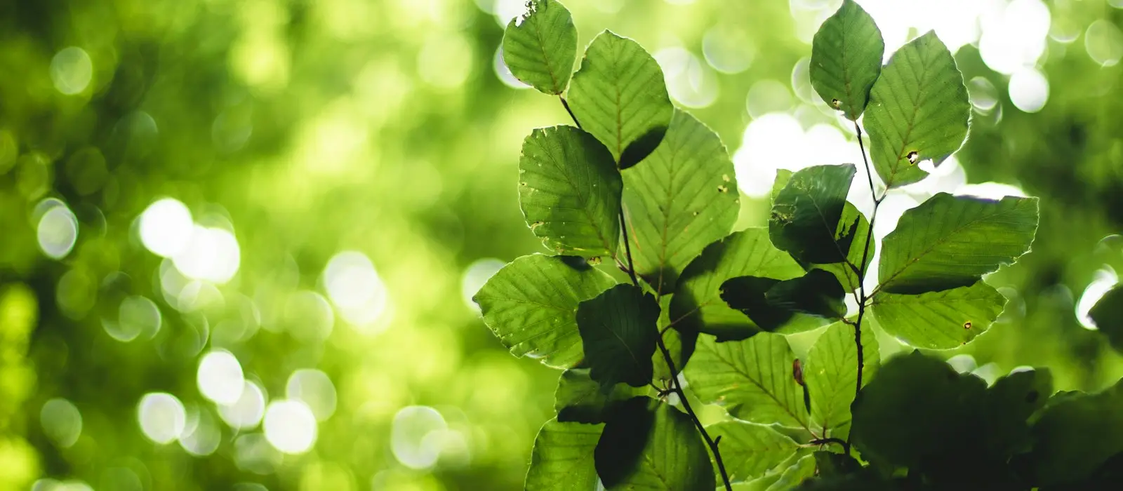 ISO 14001 Belgelendirme: Çevre Yönetim Sistemi Belgesi