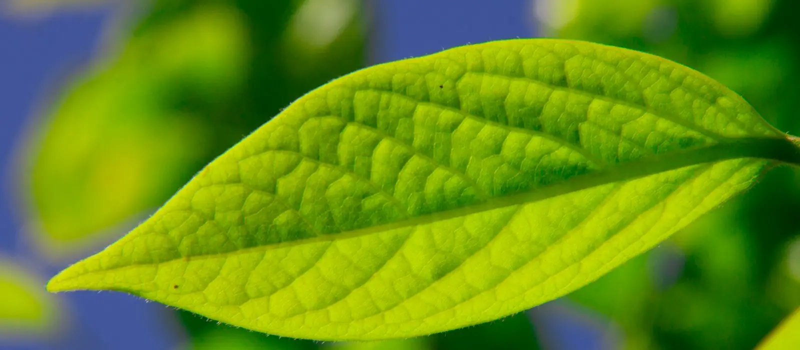 ISO 14001 Belgesi: Kapsam, Geçerlilik ve 2026 Sürümüne Geçiş